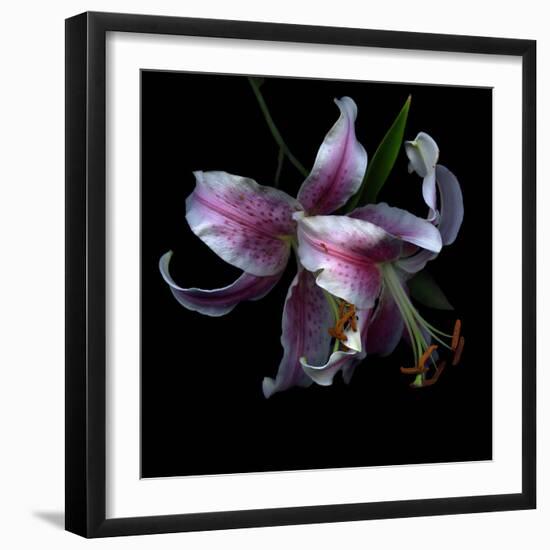 Lily Close-Up-Magda Indigo-Framed Photographic Print