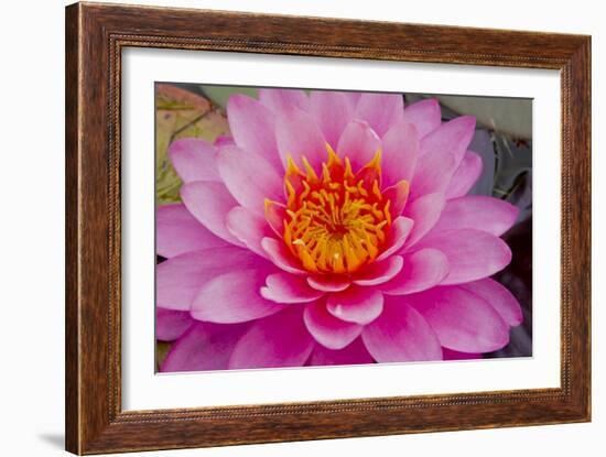 Lily closeup-Charles Bowman-Framed Photographic Print