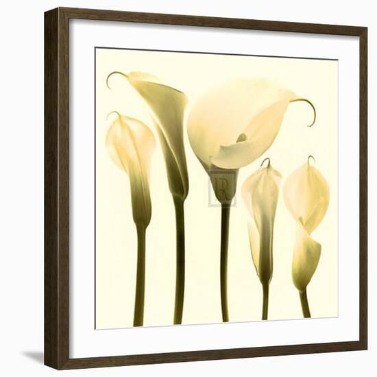 Lily Cluster-Katja Marzahn-Framed Art Print