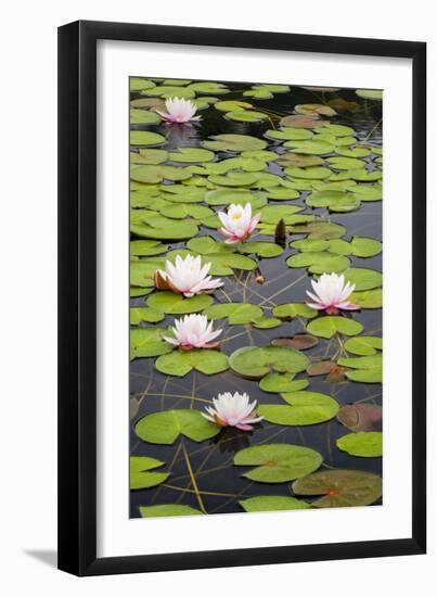 Lily Cluster-Michael Blanchette Photography-Framed Photographic Print