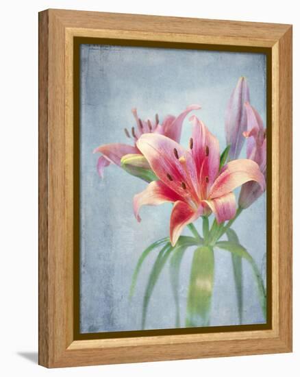 Lily, Daylily, Flower, Blossom, Plant, Still Life, Blue, Pink, Red-Axel Killian-Framed Premier Image Canvas