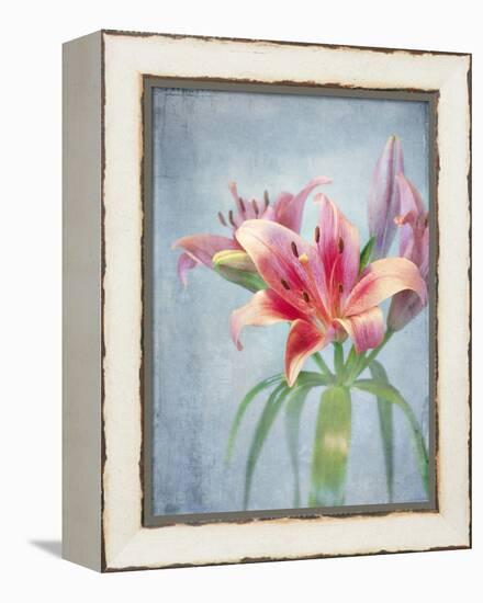 Lily, Daylily, Flower, Blossom, Plant, Still Life, Blue, Pink, Red-Axel Killian-Framed Premier Image Canvas