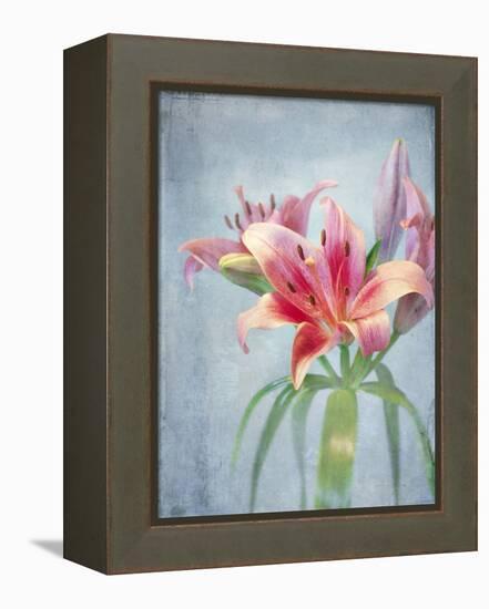 Lily, Daylily, Flower, Blossom, Plant, Still Life, Blue, Pink, Red-Axel Killian-Framed Premier Image Canvas