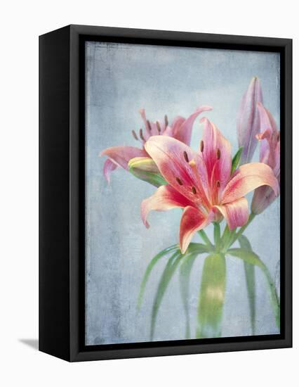 Lily, Daylily, Flower, Blossom, Plant, Still Life, Blue, Pink, Red-Axel Killian-Framed Premier Image Canvas