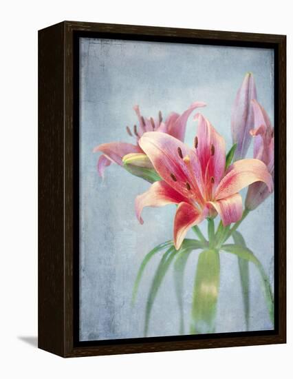 Lily, Daylily, Flower, Blossom, Plant, Still Life, Blue, Pink, Red-Axel Killian-Framed Premier Image Canvas