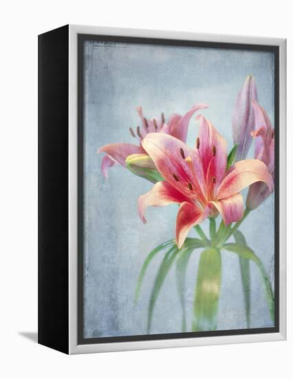 Lily, Daylily, Flower, Blossom, Plant, Still Life, Blue, Pink, Red-Axel Killian-Framed Premier Image Canvas