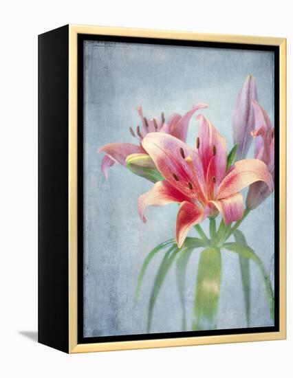 Lily, Daylily, Flower, Blossom, Plant, Still Life, Blue, Pink, Red-Axel Killian-Framed Premier Image Canvas