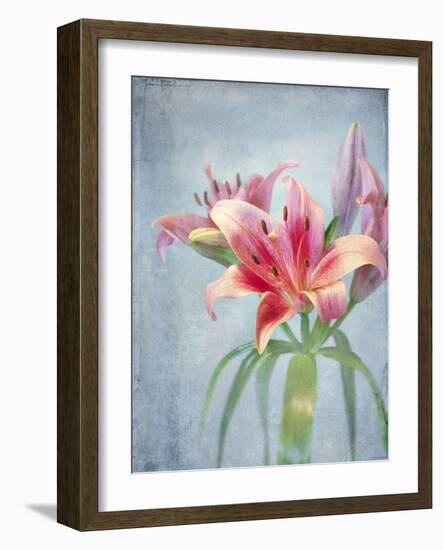 Lily, Daylily, Flower, Blossom, Plant, Still Life, Blue, Pink, Red-Axel Killian-Framed Photographic Print