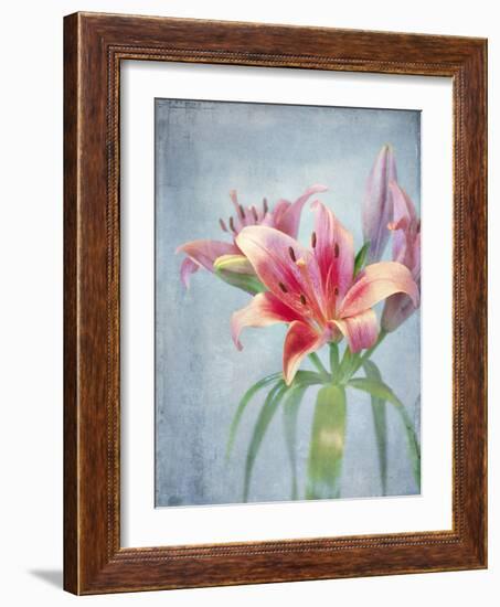 Lily, Daylily, Flower, Blossom, Plant, Still Life, Blue, Pink, Red-Axel Killian-Framed Photographic Print