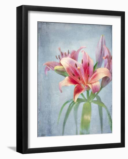 Lily, Daylily, Flower, Blossom, Plant, Still Life, Blue, Pink, Red-Axel Killian-Framed Photographic Print