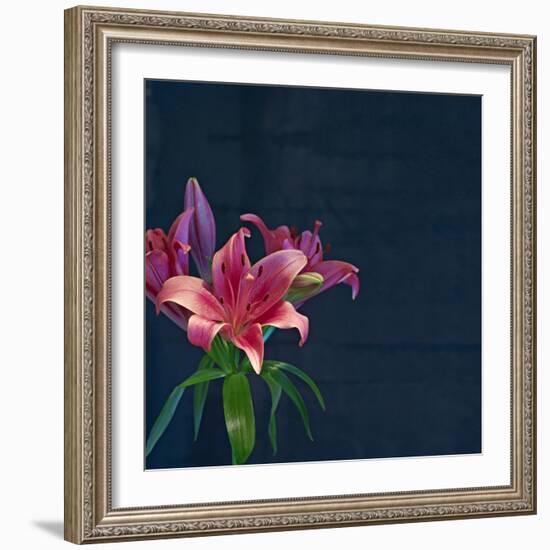 Lily, Daylily, Flower, Blossom, Plant, Still Life, Blue, Pink, Red-Axel Killian-Framed Photographic Print