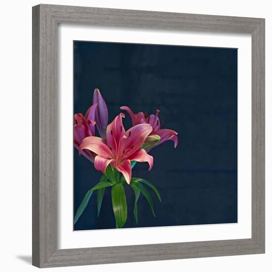 Lily, Daylily, Flower, Blossom, Plant, Still Life, Blue, Pink, Red-Axel Killian-Framed Photographic Print