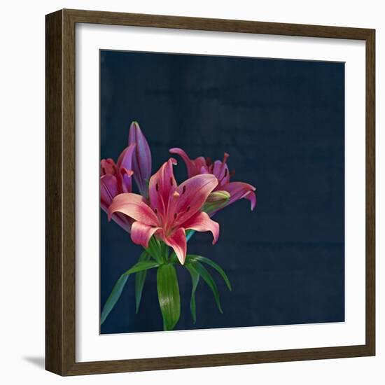 Lily, Daylily, Flower, Blossom, Plant, Still Life, Blue, Pink, Red-Axel Killian-Framed Photographic Print