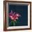 Lily, Daylily, Flower, Blossom, Plant, Still Life, Blue, Pink, Red-Axel Killian-Framed Photographic Print