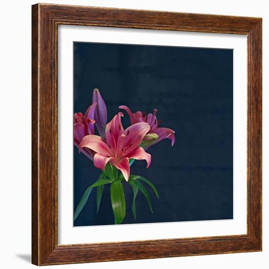 Lily, Daylily, Flower, Blossom, Plant, Still Life, Blue, Pink, Red-Axel Killian-Framed Photographic Print