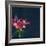 Lily, Daylily, Flower, Blossom, Plant, Still Life, Blue, Pink, Red-Axel Killian-Framed Photographic Print