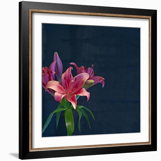 Lily, Daylily, Flower, Blossom, Plant, Still Life, Blue, Pink, Red-Axel Killian-Framed Photographic Print