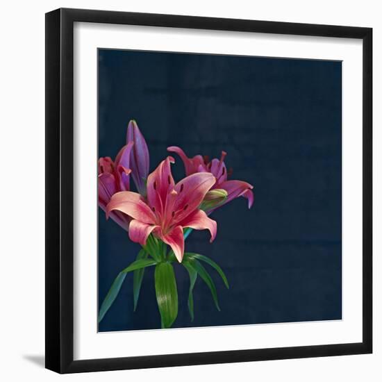 Lily, Daylily, Flower, Blossom, Plant, Still Life, Blue, Pink, Red-Axel Killian-Framed Photographic Print