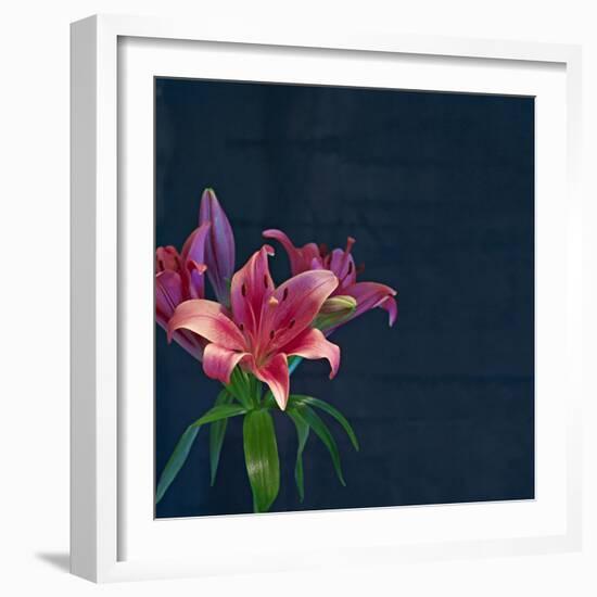 Lily, Daylily, Flower, Blossom, Plant, Still Life, Blue, Pink, Red-Axel Killian-Framed Photographic Print