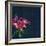 Lily, Daylily, Flower, Blossom, Plant, Still Life, Blue, Pink, Red-Axel Killian-Framed Photographic Print