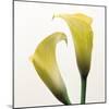 Lily Duo-Bill Philip-Mounted Giclee Print