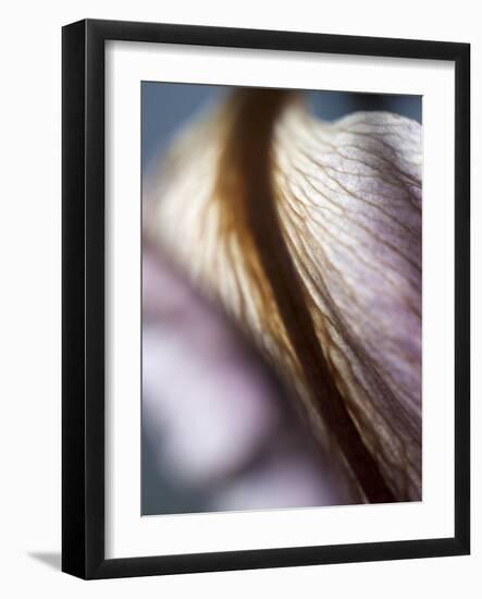 Lily Dusk II-Jonathan Nourock-Framed Photographic Print