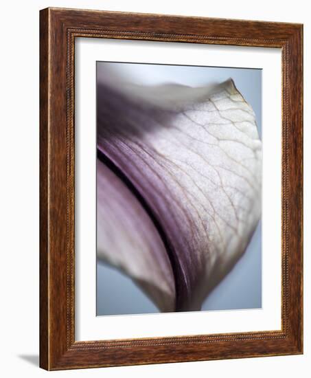 Lily Dusk III-Jonathan Nourock-Framed Photographic Print