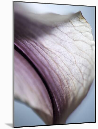 Lily Dusk III-Jonathan Nourock-Mounted Photographic Print