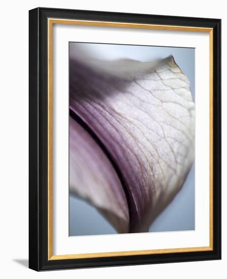 Lily Dusk III-Jonathan Nourock-Framed Photographic Print