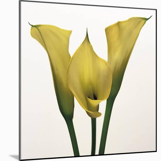 Lily Ensemble-Bill Philip-Mounted Giclee Print