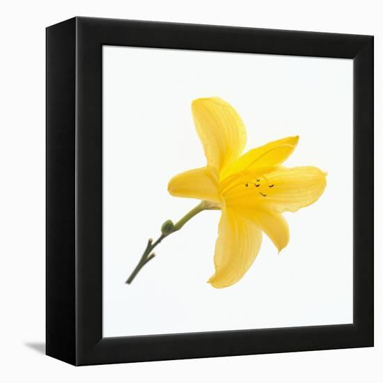 Lily Flower-DLILLC-Framed Premier Image Canvas