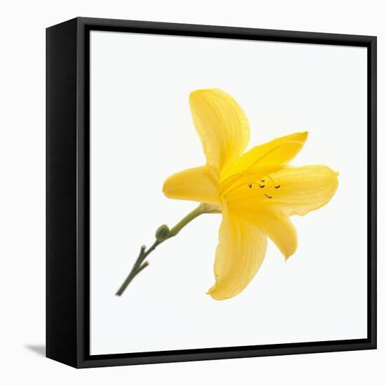 Lily Flower-DLILLC-Framed Premier Image Canvas