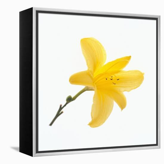 Lily Flower-DLILLC-Framed Premier Image Canvas