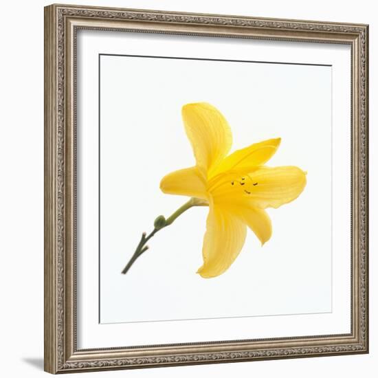 Lily Flower-DLILLC-Framed Photographic Print