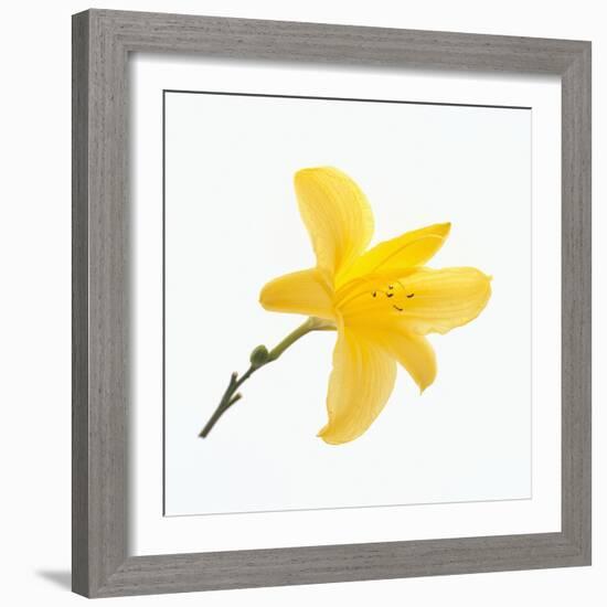 Lily Flower-DLILLC-Framed Photographic Print