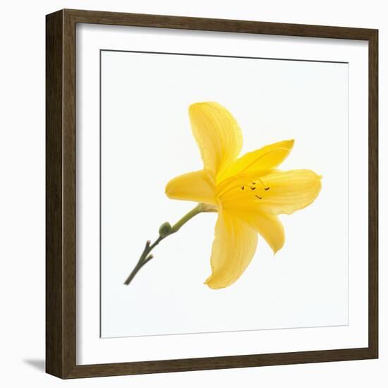 Lily Flower-DLILLC-Framed Photographic Print