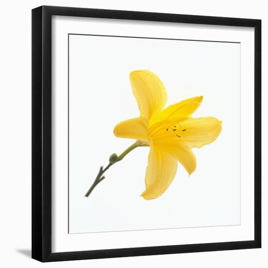 Lily Flower-DLILLC-Framed Photographic Print