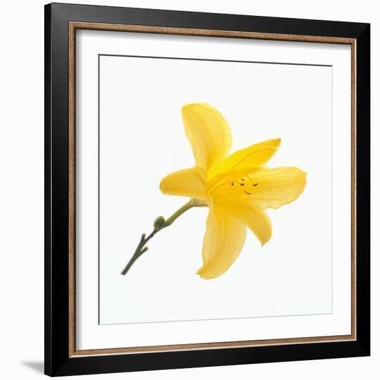 Lily Flower-DLILLC-Framed Photographic Print