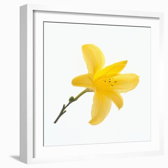 Lily Flower-DLILLC-Framed Photographic Print