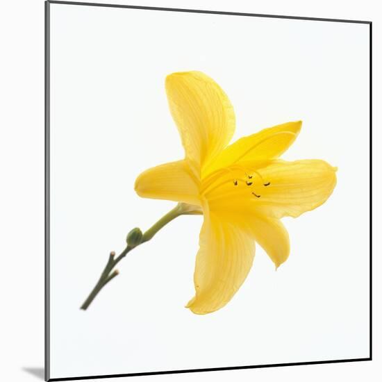 Lily Flower-DLILLC-Mounted Photographic Print