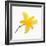 Lily Flower-DLILLC-Framed Photographic Print