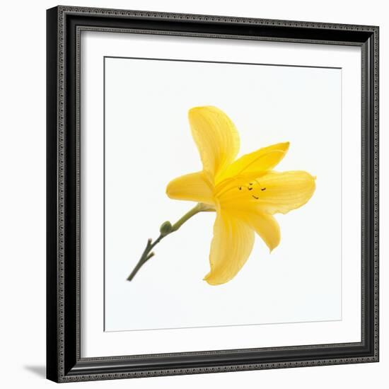 Lily Flower-DLILLC-Framed Photographic Print