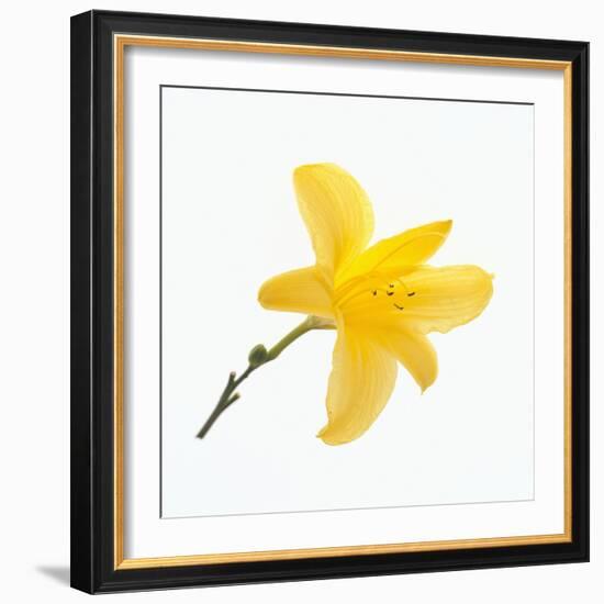 Lily Flower-DLILLC-Framed Photographic Print