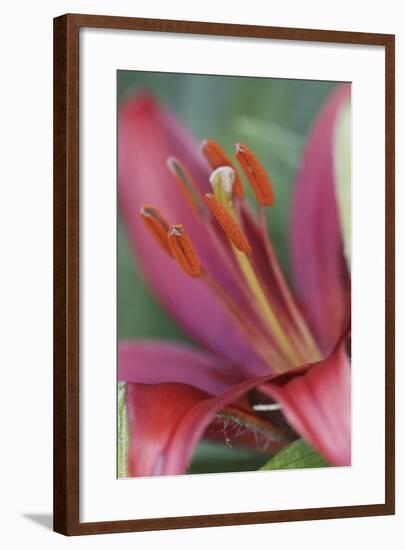 Lily Flower-Adam Jones-Framed Photographic Print