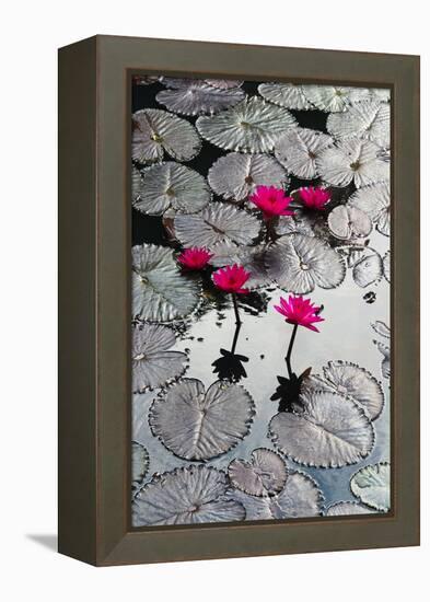 Lily Flowers and Pads, Inle Lake, Shan State, Myanmar-Keren Su-Framed Premier Image Canvas