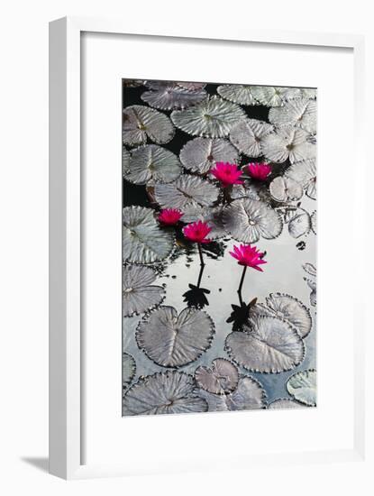 Lily Flowers and Pads, Inle Lake, Shan State, Myanmar-Keren Su-Framed Photographic Print