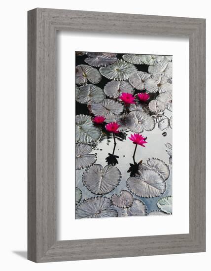 Lily Flowers and Pads, Inle Lake, Shan State, Myanmar-Keren Su-Framed Photographic Print