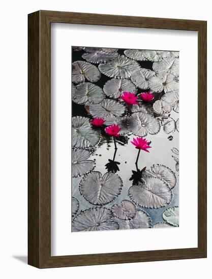 Lily Flowers and Pads, Inle Lake, Shan State, Myanmar-Keren Su-Framed Photographic Print