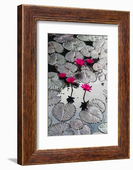 Lily Flowers and Pads, Inle Lake, Shan State, Myanmar-Keren Su-Framed Photographic Print