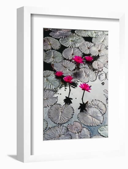 Lily Flowers and Pads, Inle Lake, Shan State, Myanmar-Keren Su-Framed Photographic Print